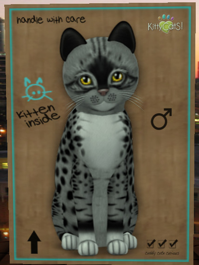 KittyCatS Box - New Born Kitten