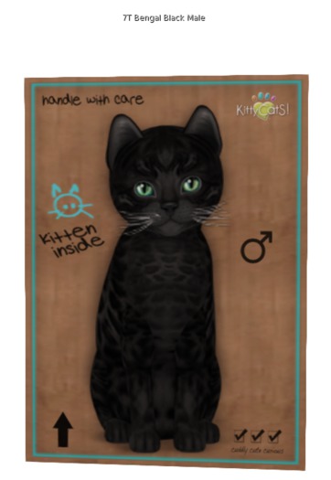 KittyCatS Box - 7T Bengal - Black