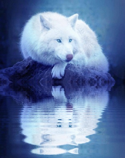 White Wolf Ripples Animated Picture