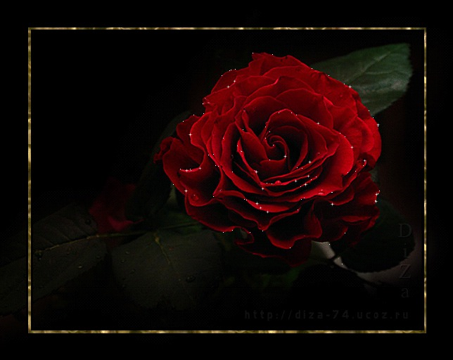 Sparkle Framed Rose Animated Picture