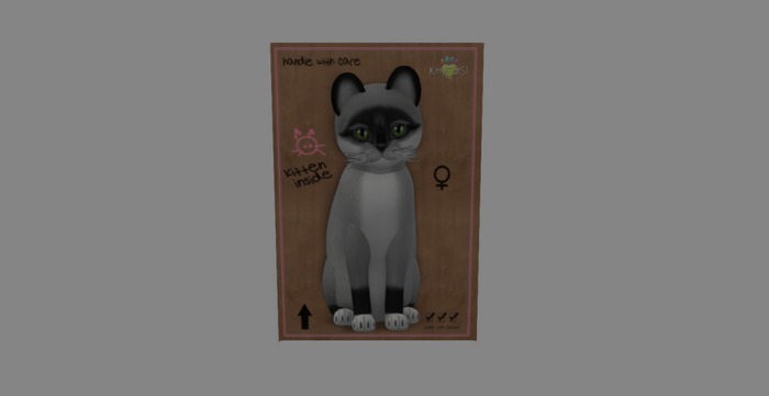 KittyCatS Box - New Born Kitten