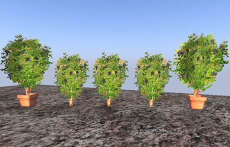 Second Life Marketplace - Grapevine Grape plant vinyard Mediterranean ...