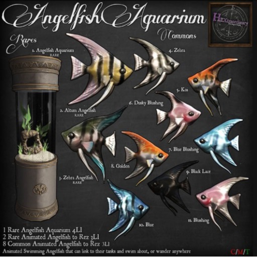 8. *HEXtraordinary* Golden Angelfish