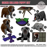 [Rezz Room] Box Bulldog Puppy Sit
