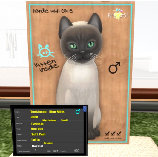 KittyCatS Box - New Born Kitten