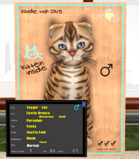 KittyCatS Box - New Born Kitten