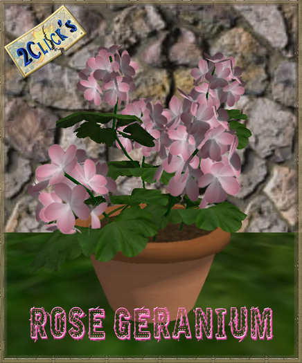 VT ROSE  GERANIUM