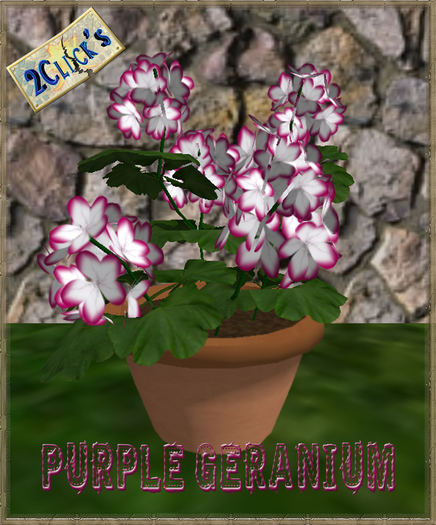 VT PURPLE   GERANIUM