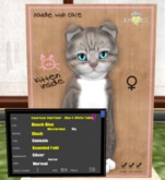 KittyCatS Box - American Shorthair - Blue & White Tabby 5T