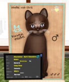 KittyCatS Box - New Born Kitten