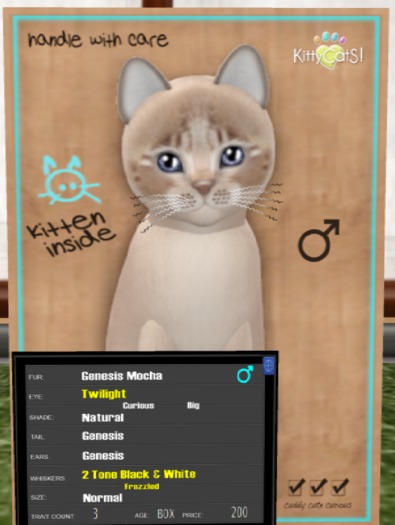 KittyCatS Box - Genesis - Mocha 3T