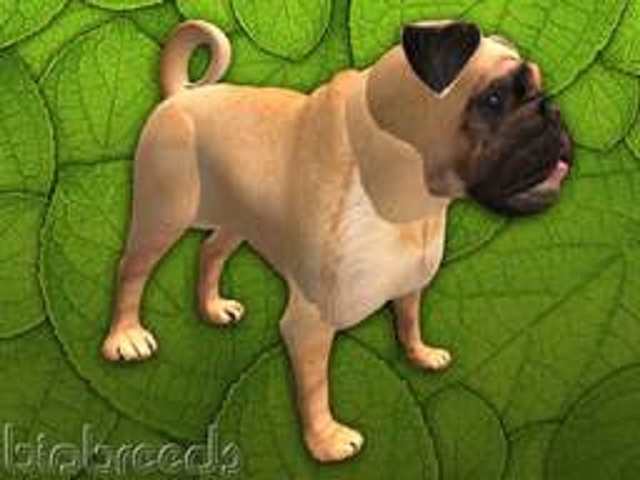 BB Pug Box