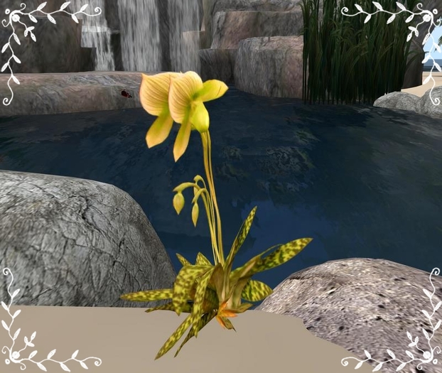 *Teufelin* Blumen
