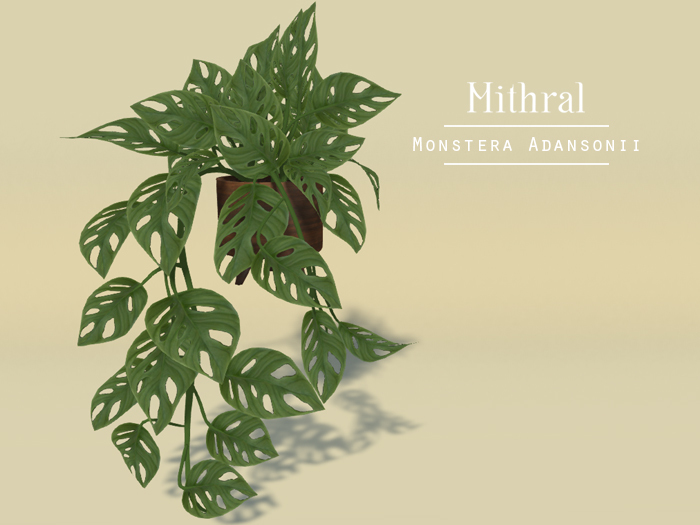 Mithral * Monstera Adansonii (Wood Pot)