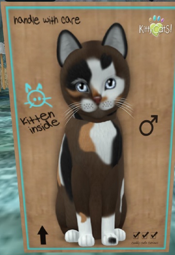 KittyCatS Box - New Born Kitten