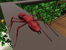 TM Red Ant
