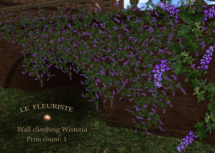 F*ClimbingWall Wisteria