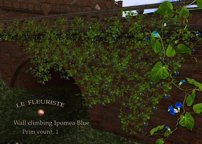 F*ClimbingWall IpomeaBlue