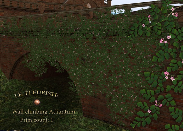 F*ClimbingWall Adiantum