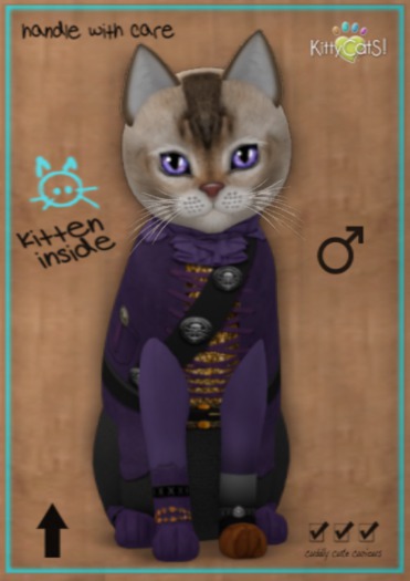 KittyCatS Box - M - MateyCatS - Cap'n Plum