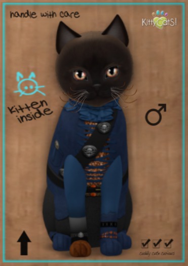 KittyCatS Box - M - MateyCatS - Cap'n Blue
