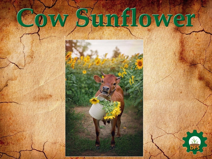 DFS Texture Cow Sunflower