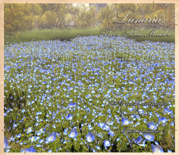 .Lunaria. Baby Blue Meadow 