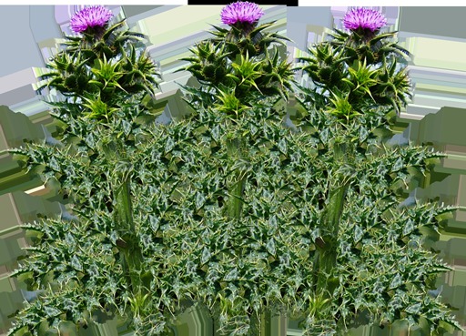 SH Milk thistle