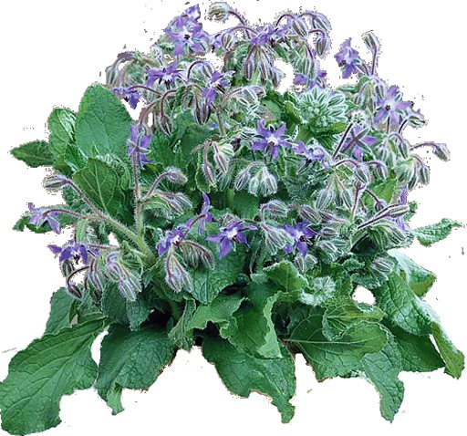 Smart Herbs - Borage