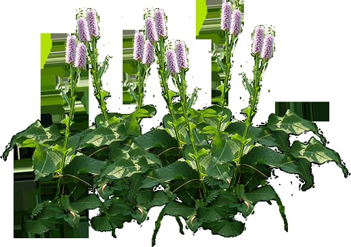 Smart Herbs - Bistort