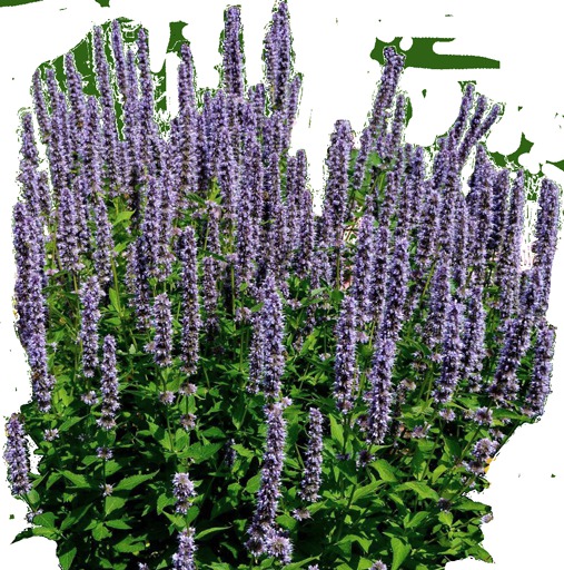 Smart Herbs - Hyssop