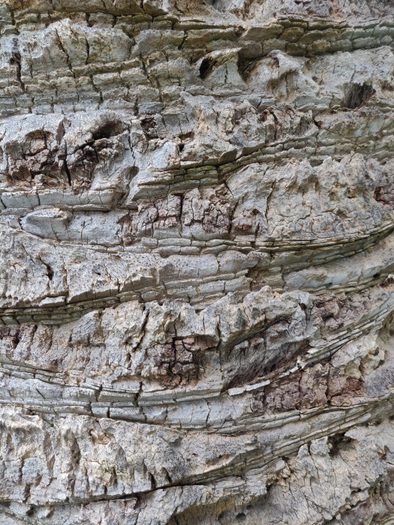 Minh's textures - bark texture