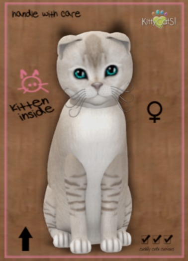 KittyCatS Box - New Born Kitten