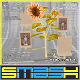SMASH - KittyCatS Mutant Sunflower Display Orange (BOXED)