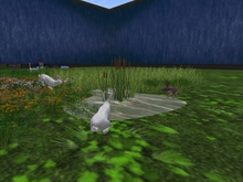 The Live bunny Patch-crate