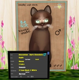 KittyCatS Box - New Born Kitten