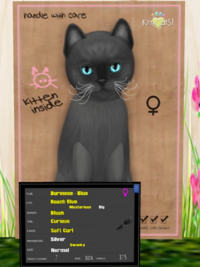 KittyCatS Box - Burmese - Blue 7T