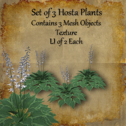 Bad Katz Hosta Plant Set
