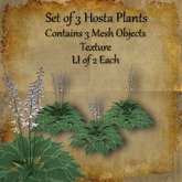 Bad Katz Hosta Plant Set