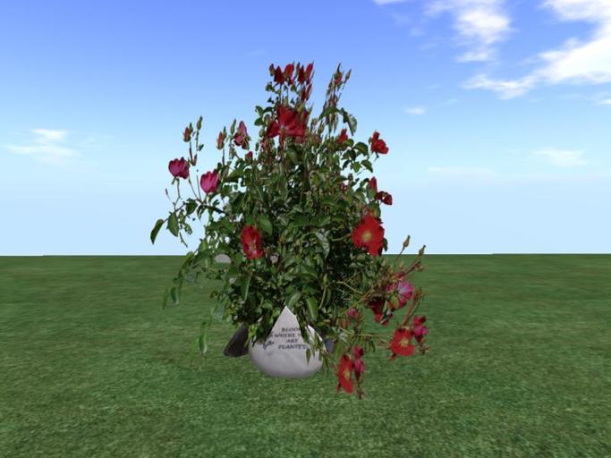 Arkad's  Shrub Rose v6  flexi plant with rocks