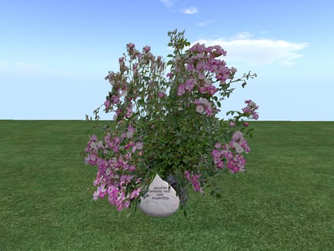 Arkad's  Shrub Rose v8  flexi plant with rocks