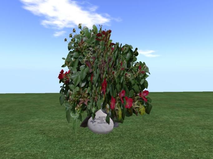 Arkad's  Shrub Rose v5  flexi plant with rocks