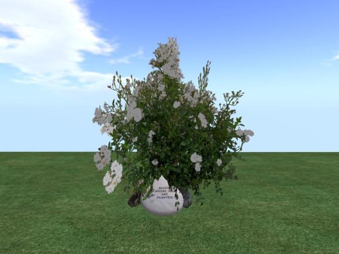 Arkad's  Shrub Rose v4  flexi plant with rocks