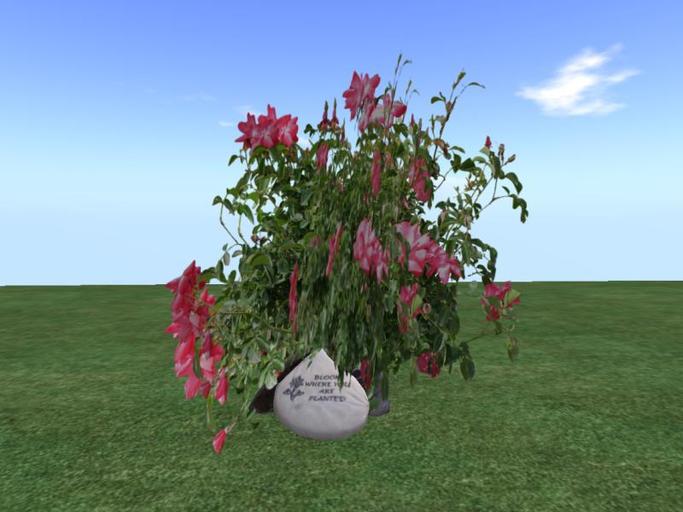 Arkad's  Shrub Rose v2  flexi plant with rocks
