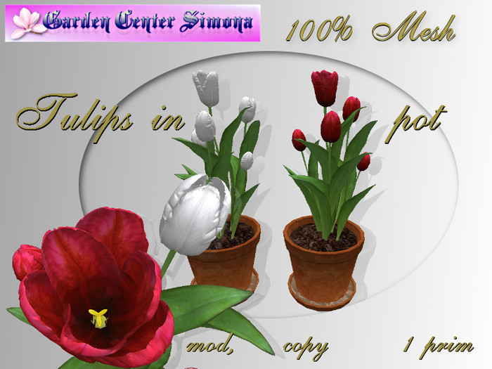 Spring Tulips  in pot, w_001TK_6