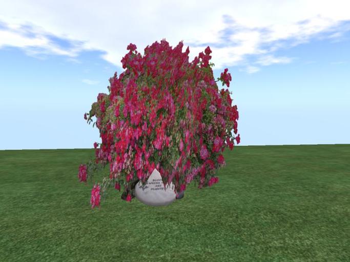 Arkad's   Shrub Rose v1  flexi plant with rocks