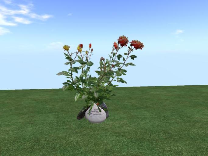 Arkad's  'Safari' Rose  flexi plant with rocks