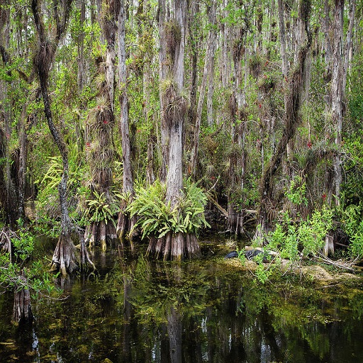 Tropical Landscape-Florida Everglades