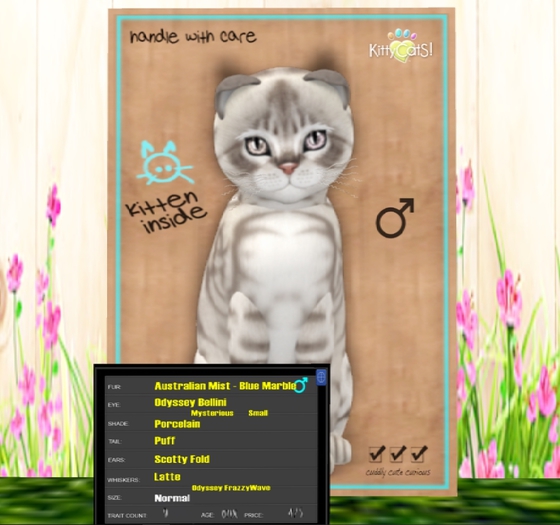 KittyCatS Box - Australian Mist - Blue Marble 9T