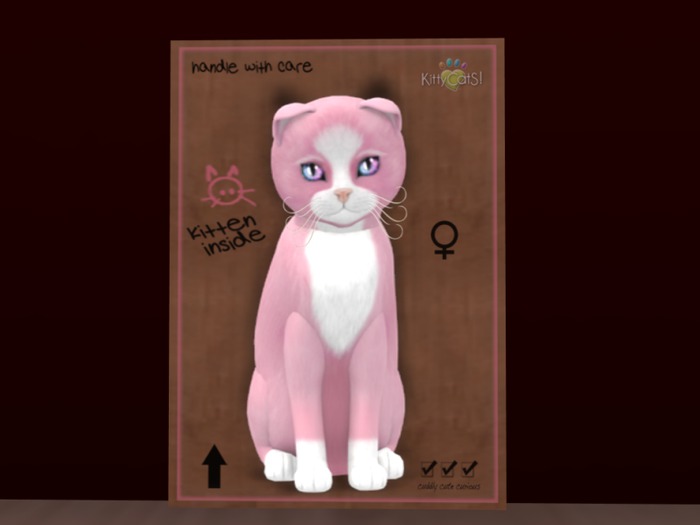 KittyCatS Box - New Born Kitten